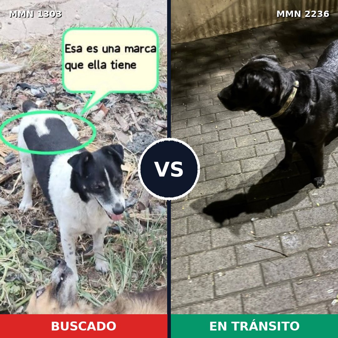 Comparativa MMS 67200: mascota perdida y mascota encontrada, 54% de similitud