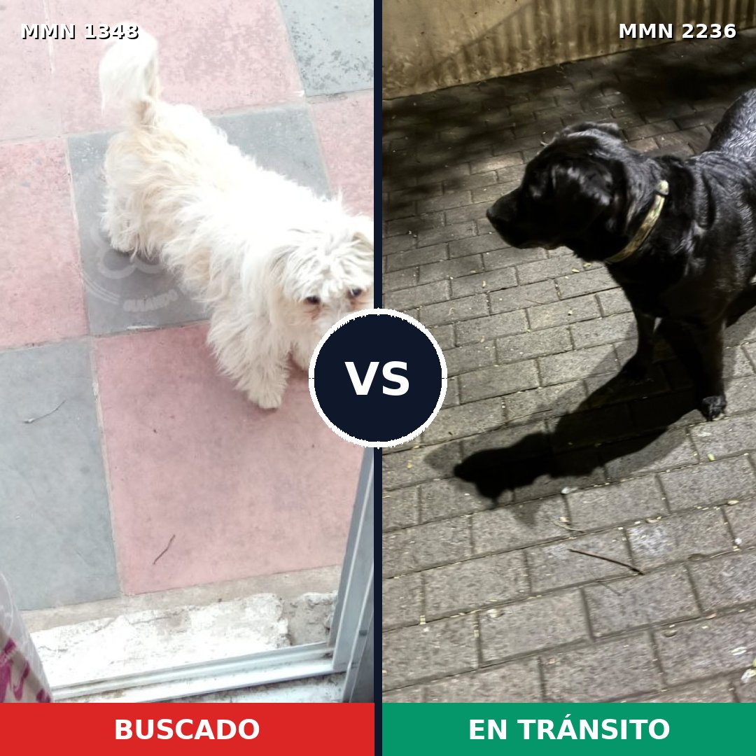 Comparativa MMS 67203: mascota perdida y mascota encontrada, 49% de similitud