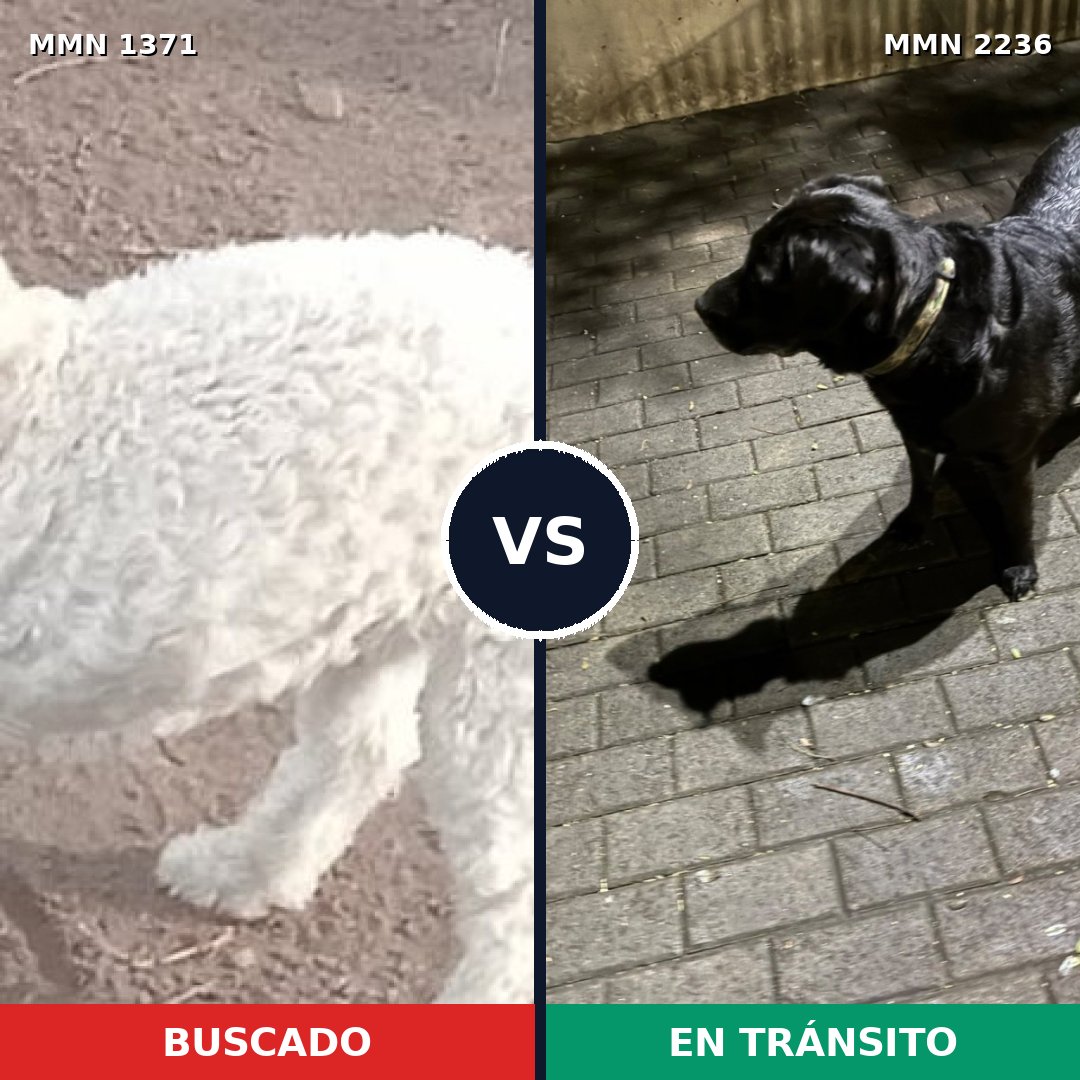 Comparativa MMS 67208: mascota perdida y mascota encontrada, 30% de similitud