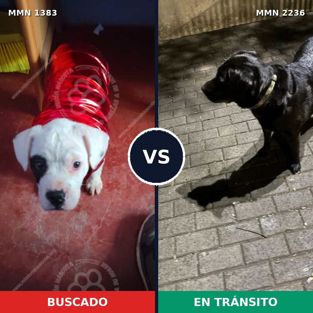 Comparativa MMS 67209: mascota perdida y mascota encontrada, 57% de similitud