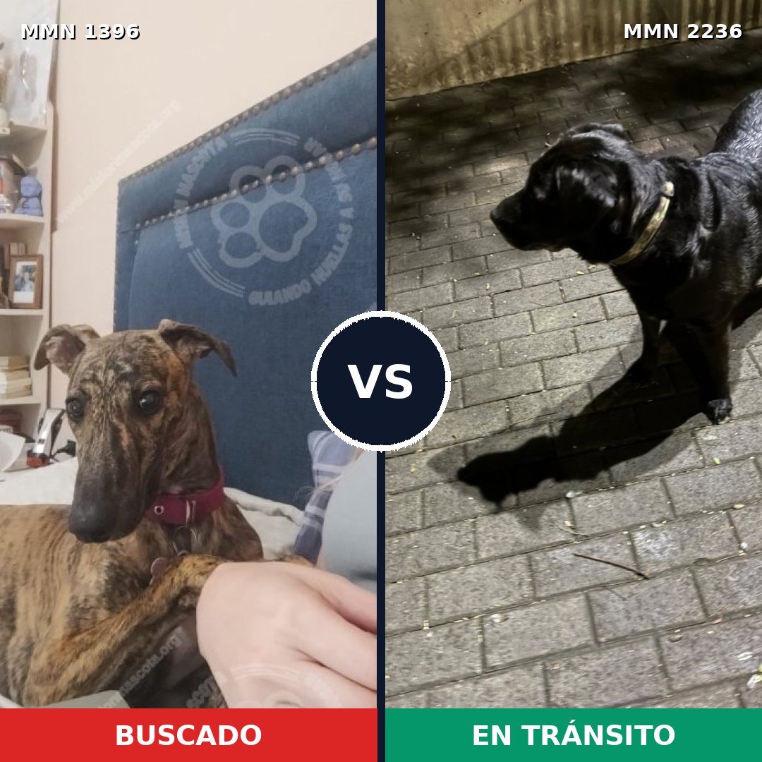 Comparativa MMS 67210: mascota perdida y mascota encontrada, 34% de similitud