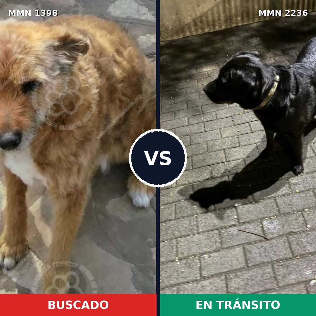 Comparativa MMS 67211: mascota perdida y mascota encontrada, 59% de similitud