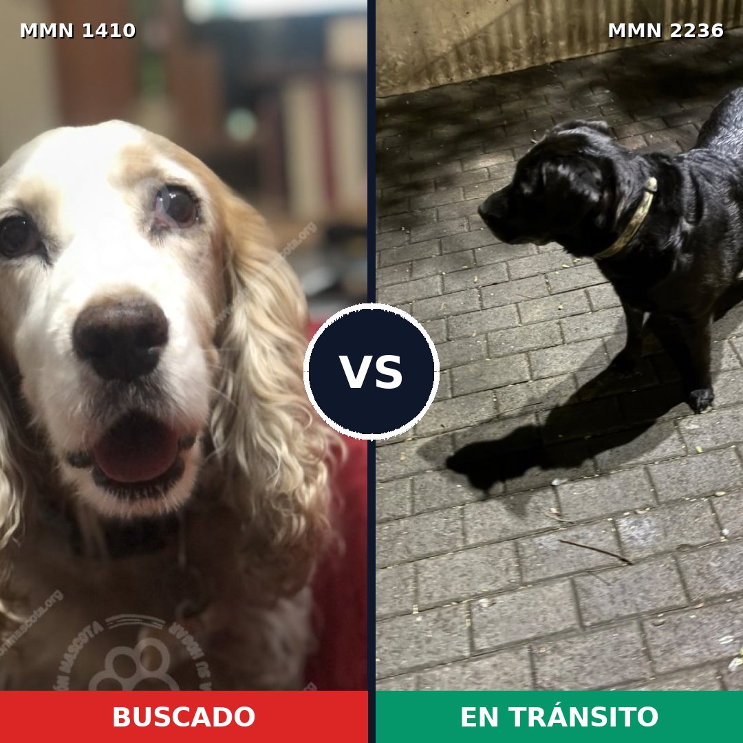 Comparativa MMS 67213: mascota perdida y mascota encontrada, 31% de similitud