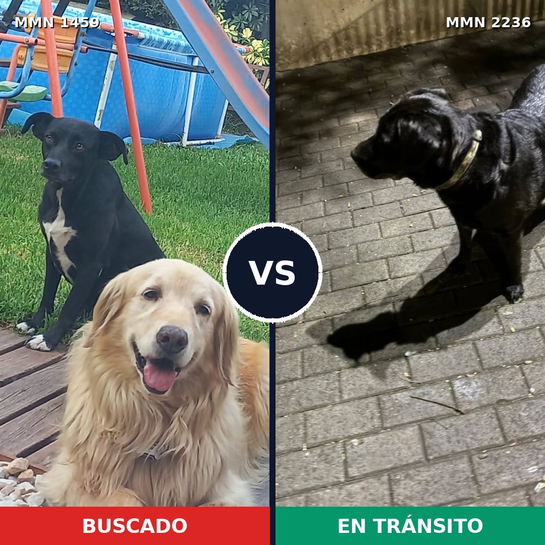 Comparativa MMS 67215: mascota perdida y mascota encontrada, 34% de similitud
