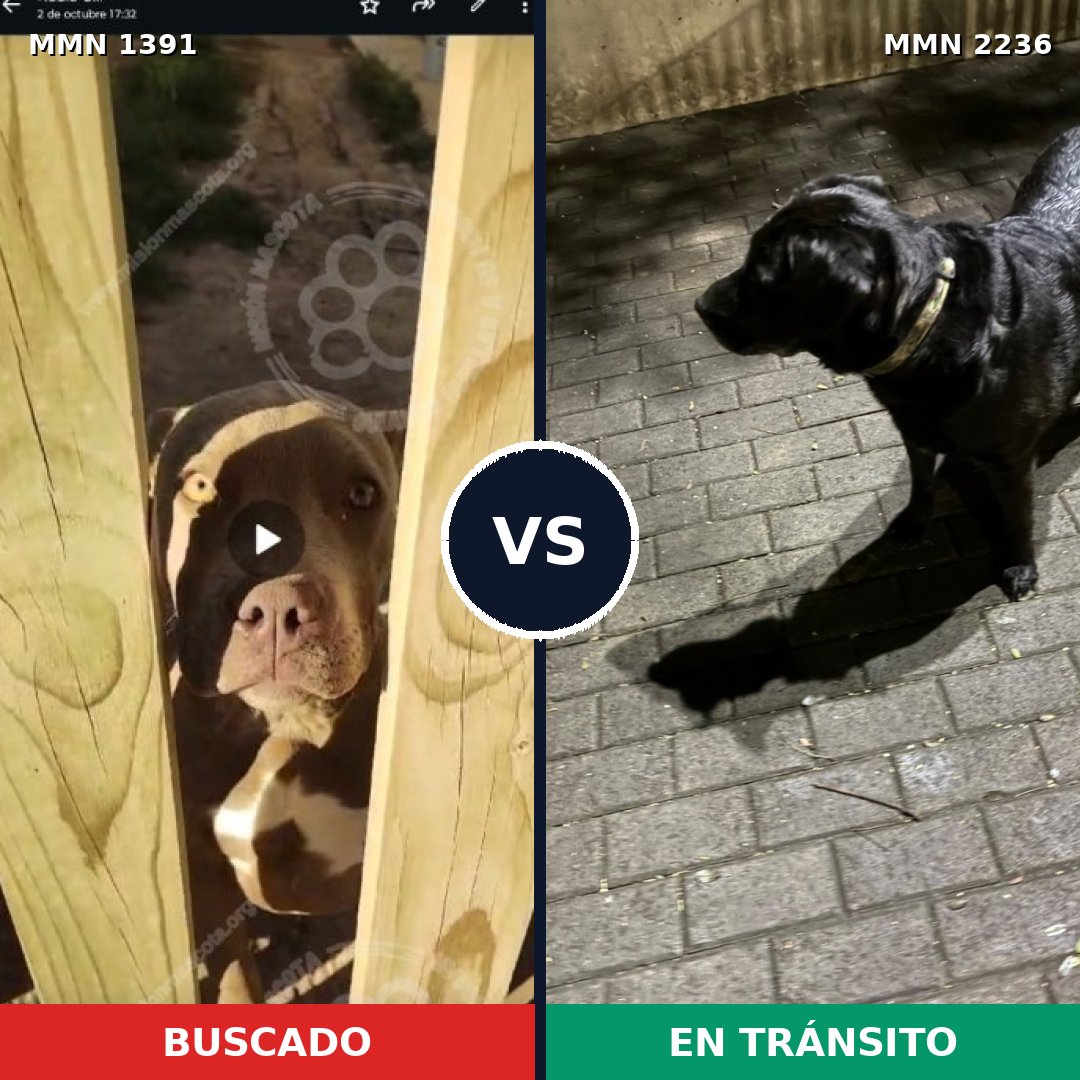 Comparativa MMS 67216: mascota perdida y mascota encontrada, 31% de similitud