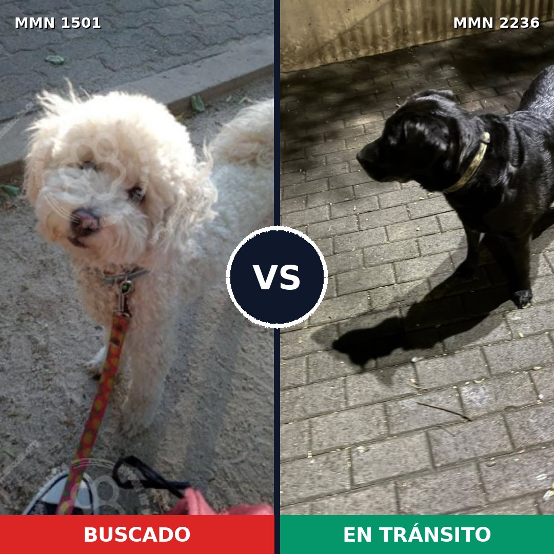 Comparativa MMS 67219: mascota perdida y mascota encontrada, 24% de similitud
