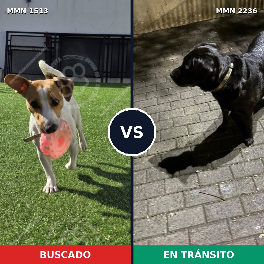 Comparativa MMS 67220: mascota perdida y mascota encontrada, 27% de similitud
