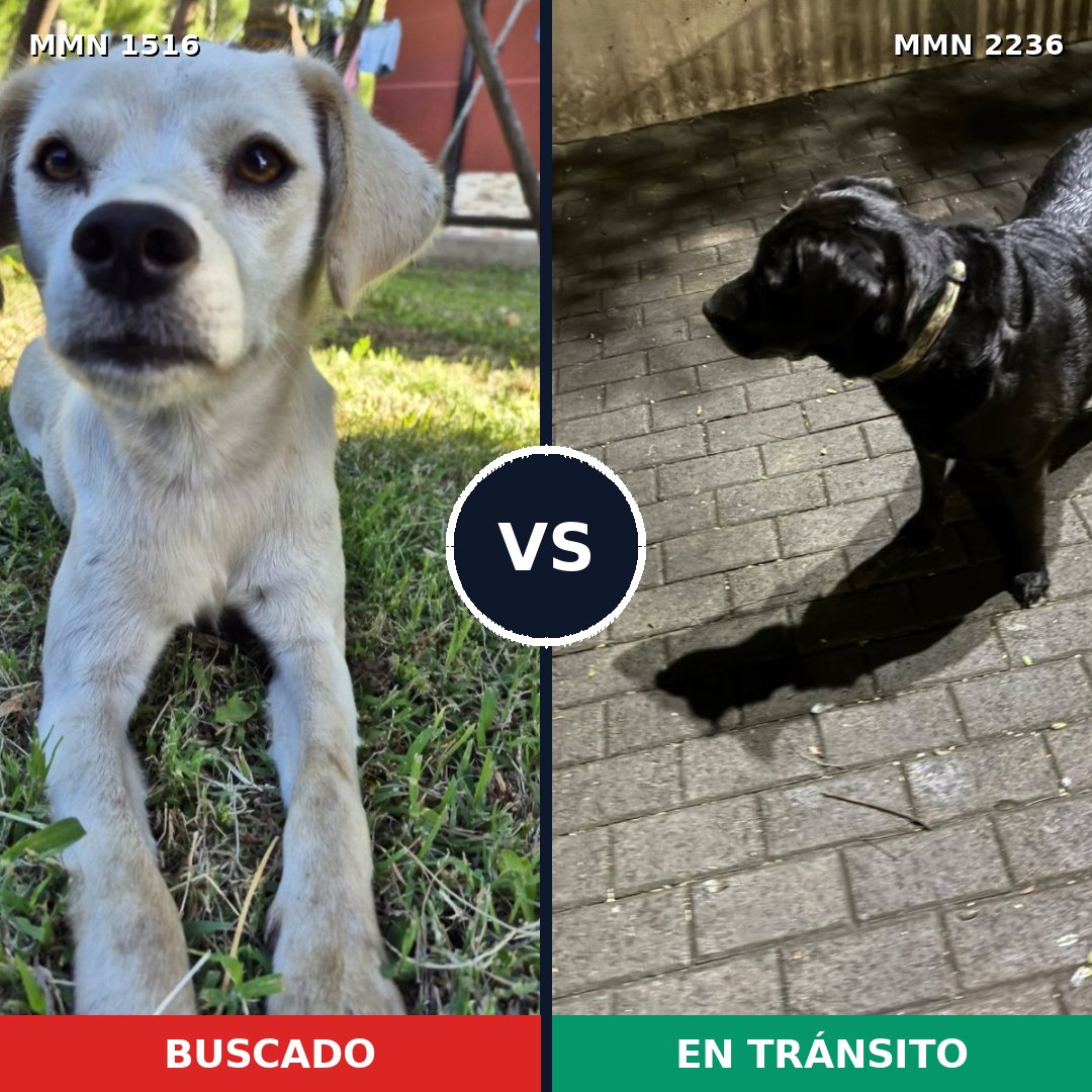 Comparativa MMS 67221: mascota perdida y mascota encontrada, 49% de similitud
