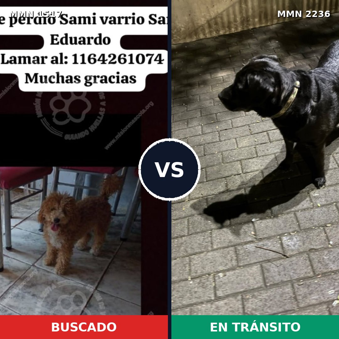 Comparativa MMS 67222: mascota perdida y mascota encontrada, 25% de similitud