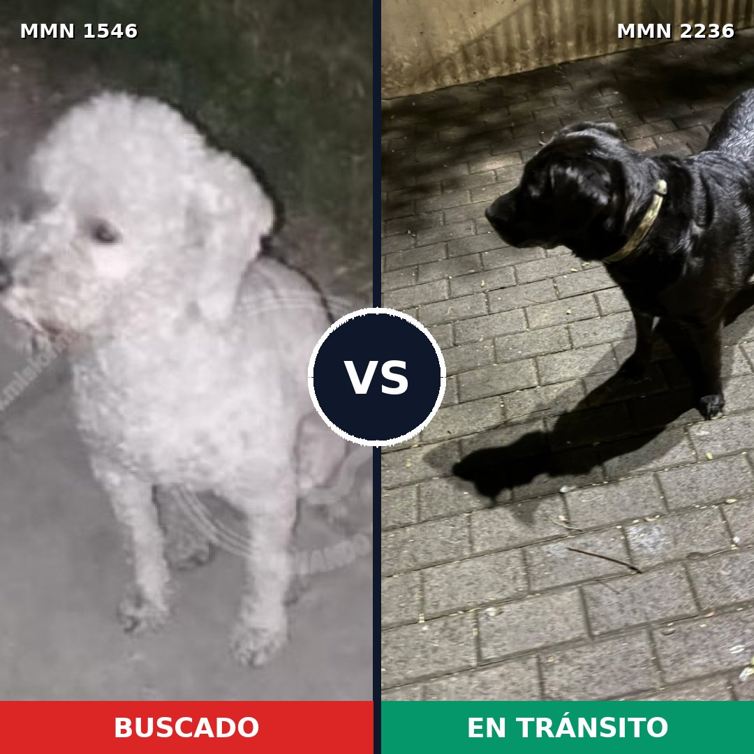 Comparativa MMS 67223: mascota perdida y mascota encontrada, 35% de similitud