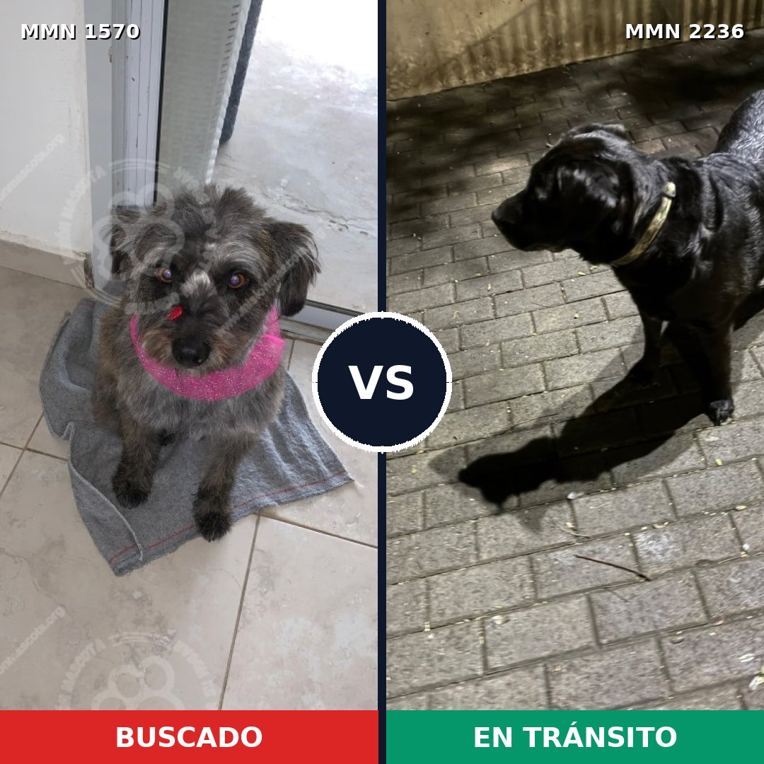 Comparativa MMS 67226: mascota perdida y mascota encontrada, 52% de similitud