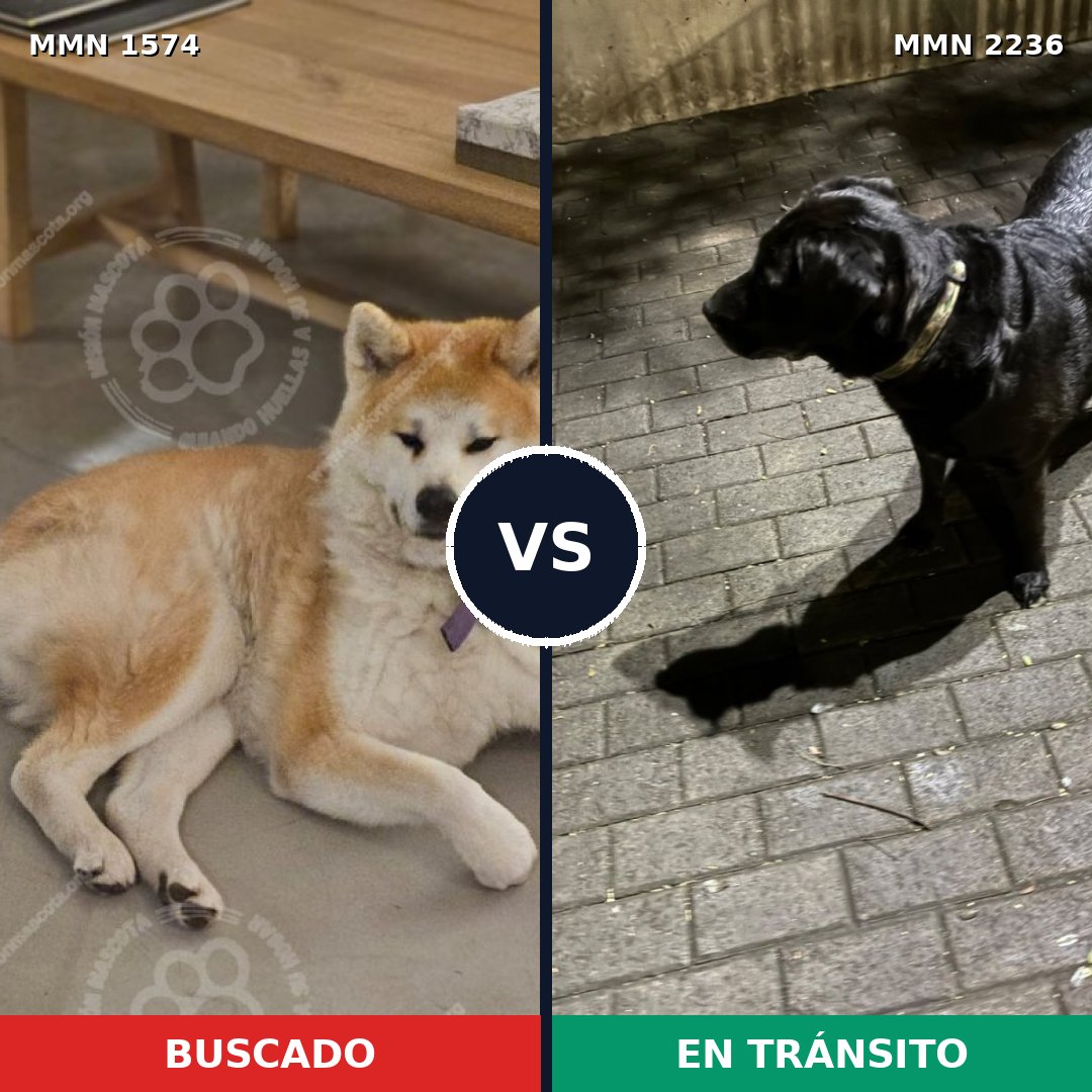 Comparativa MMS 67227: mascota perdida y mascota encontrada, 46% de similitud