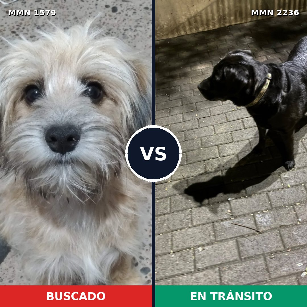 Comparativa MMS 67228: mascota perdida y mascota encontrada, 43% de similitud