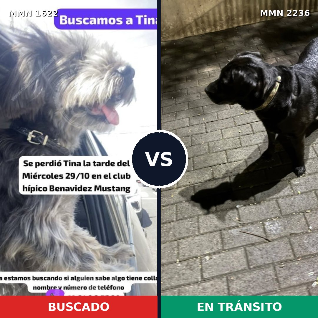 Comparativa MMS 67229: mascota perdida y mascota encontrada, 46% de similitud