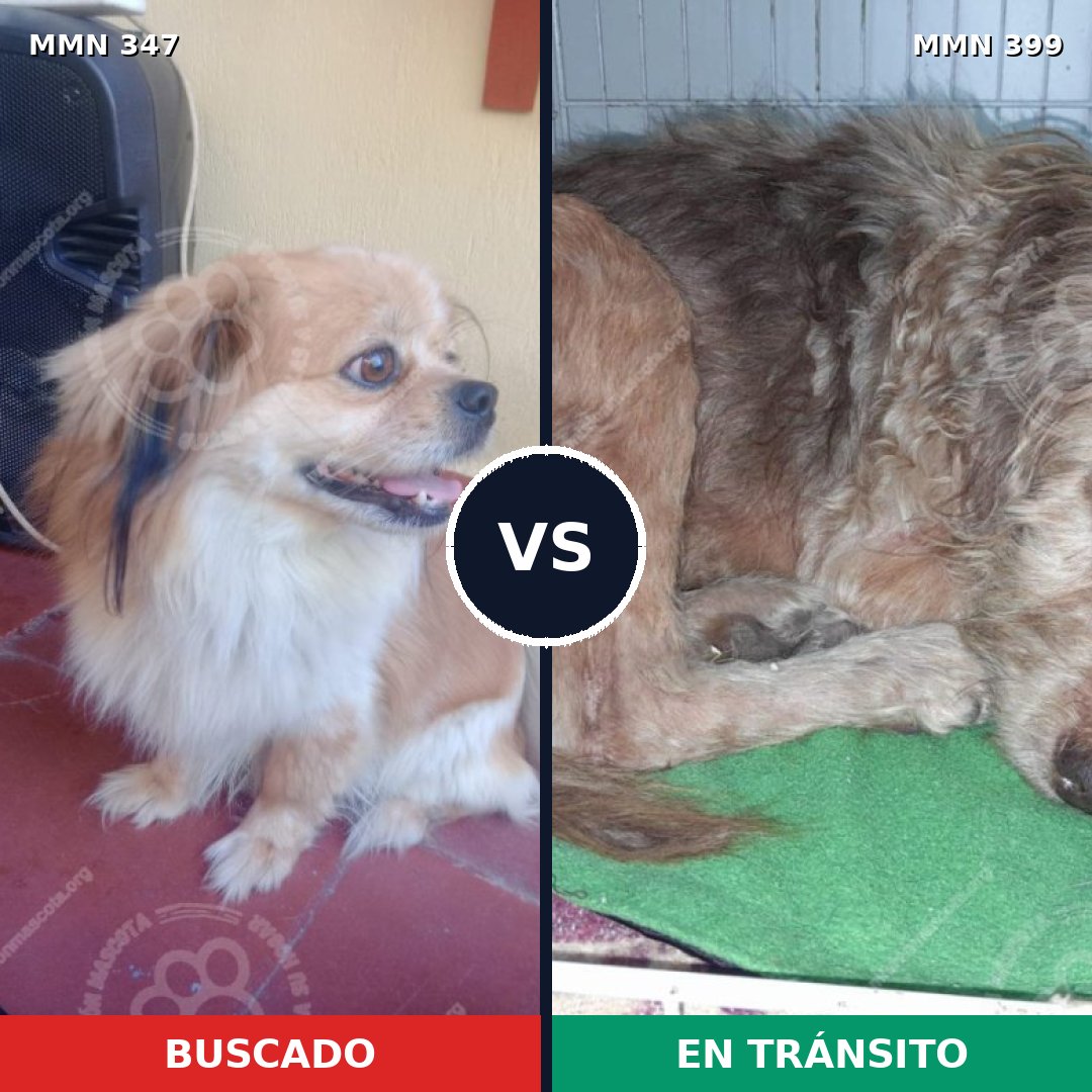 Comparativa MMS 6723: mascota perdida y mascota encontrada, 33% de similitud