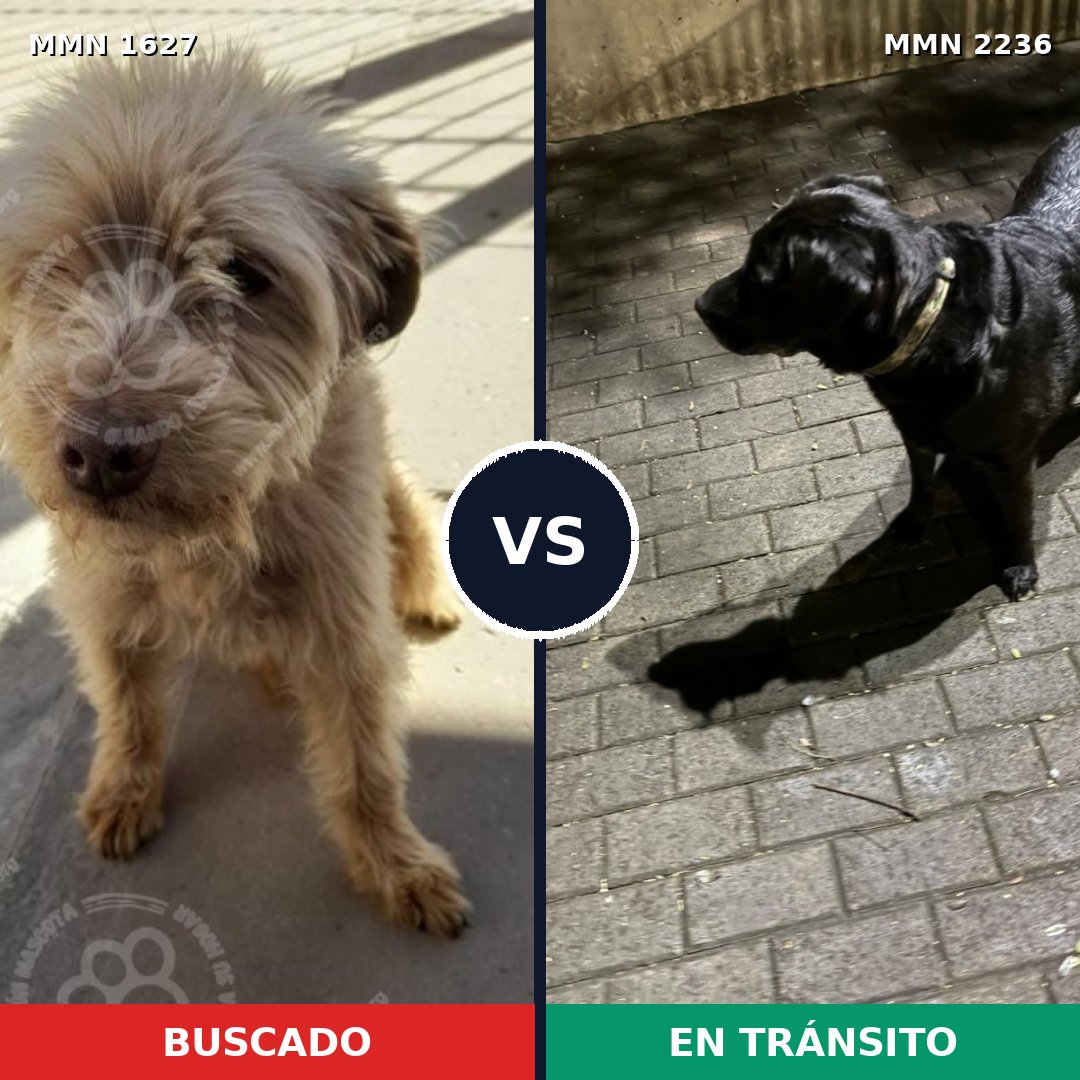 Comparativa MMS 67230: mascota perdida y mascota encontrada, 49% de similitud