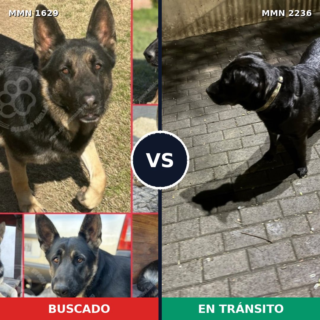 Comparativa MMS 67231: mascota perdida y mascota encontrada, 51% de similitud