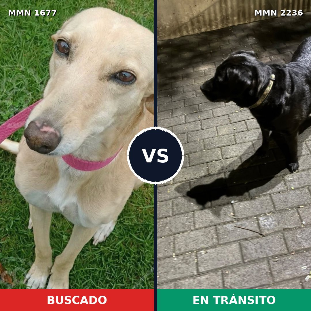 Comparativa MMS 67235: mascota perdida y mascota encontrada, 34% de similitud