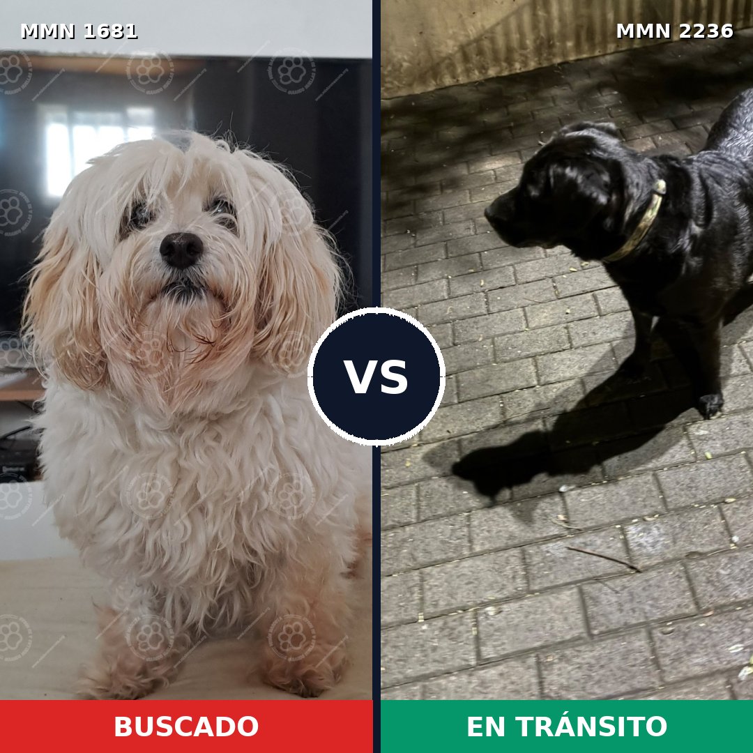 Comparativa MMS 67236: mascota perdida y mascota encontrada, 25% de similitud