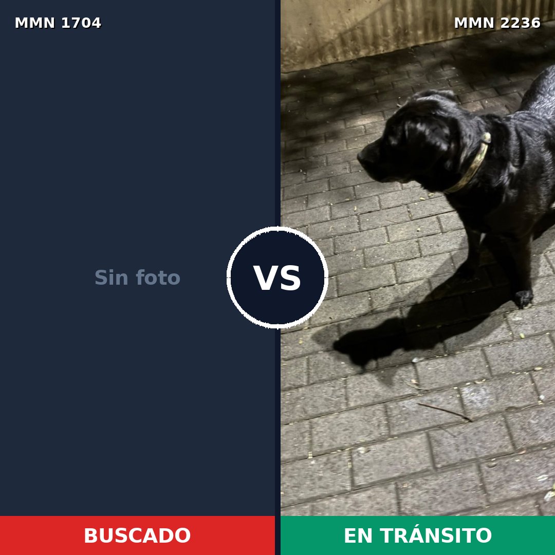 Comparativa MMS 67239: mascota perdida y mascota encontrada, 41% de similitud