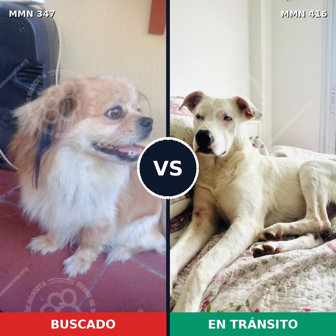 Comparativa MMS 6724: mascota perdida y mascota encontrada, 33% de similitud