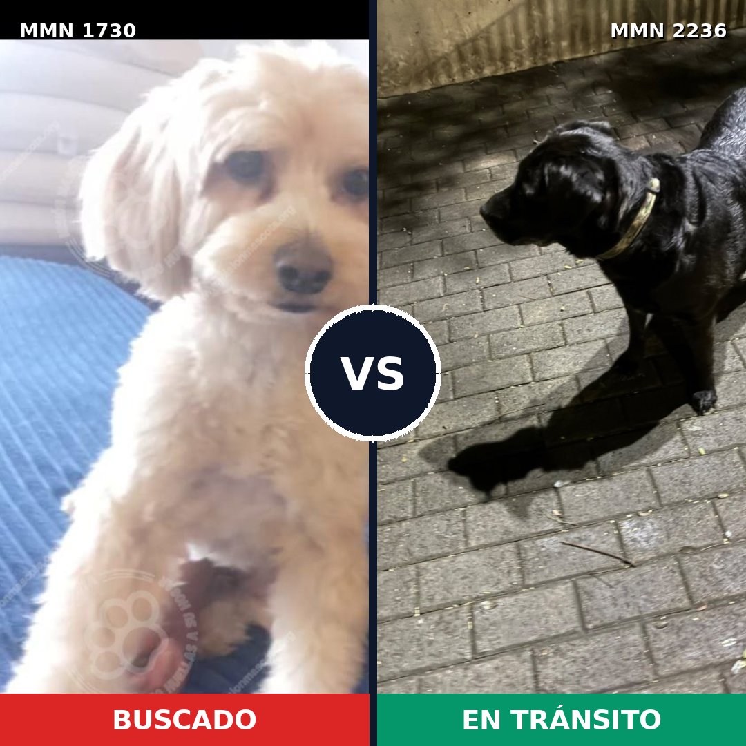 Comparativa MMS 67240: mascota perdida y mascota encontrada, 25% de similitud