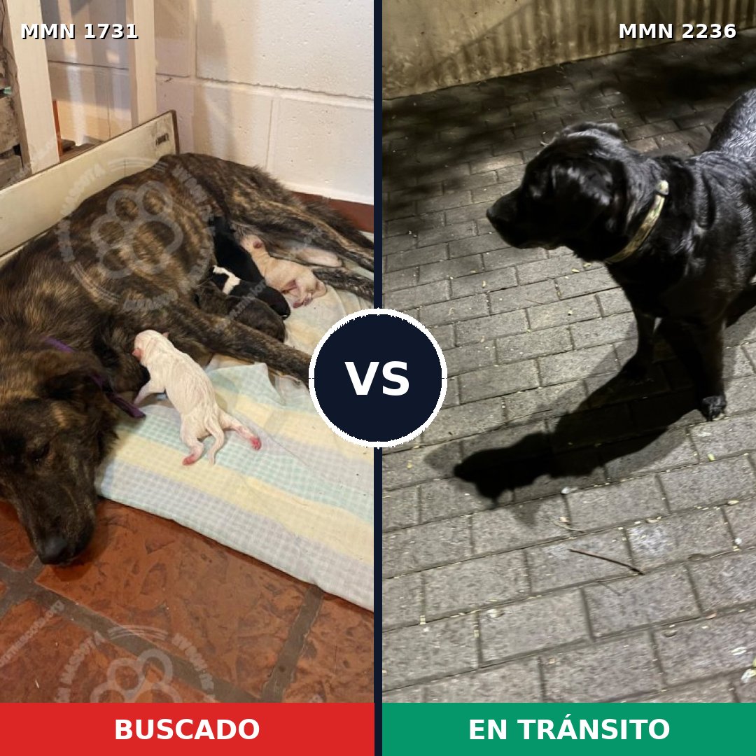Comparativa MMS 67241: mascota perdida y mascota encontrada, 56% de similitud