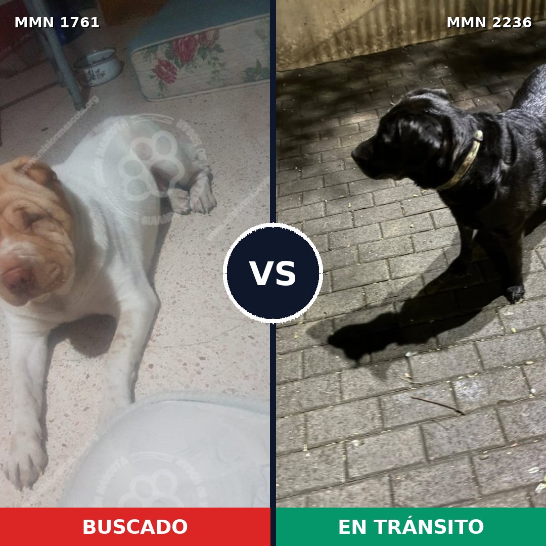 Comparativa MMS 67242: mascota perdida y mascota encontrada, 55% de similitud