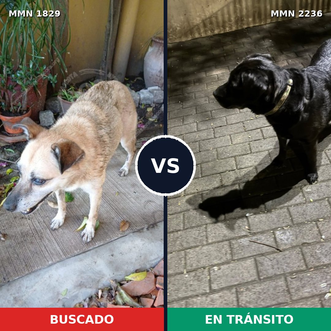 Comparativa MMS 67243: mascota perdida y mascota encontrada, 50% de similitud