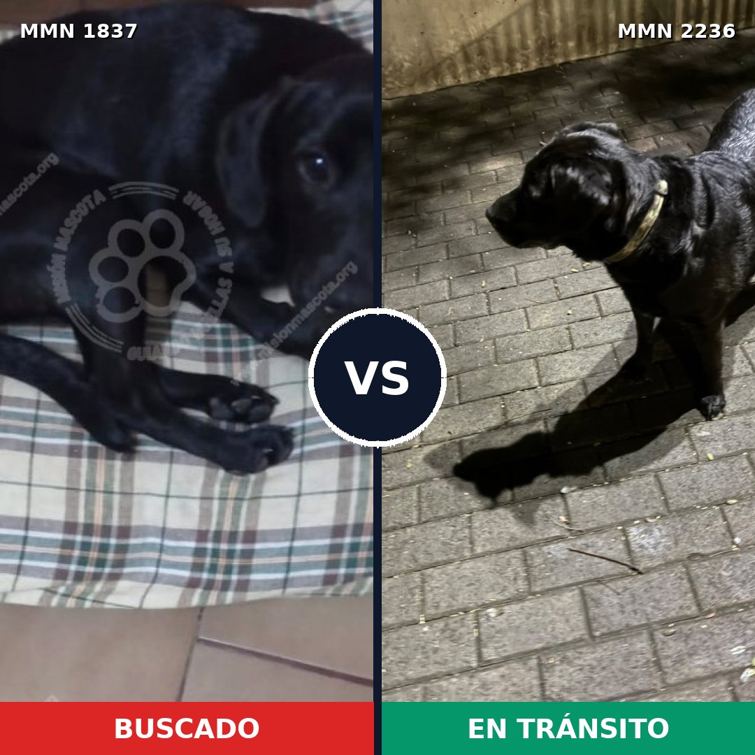 Comparativa MMS 67244: mascota perdida y mascota encontrada, 58% de similitud
