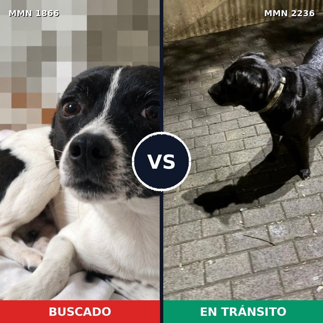 Comparativa MMS 67245: mascota perdida y mascota encontrada, 54% de similitud