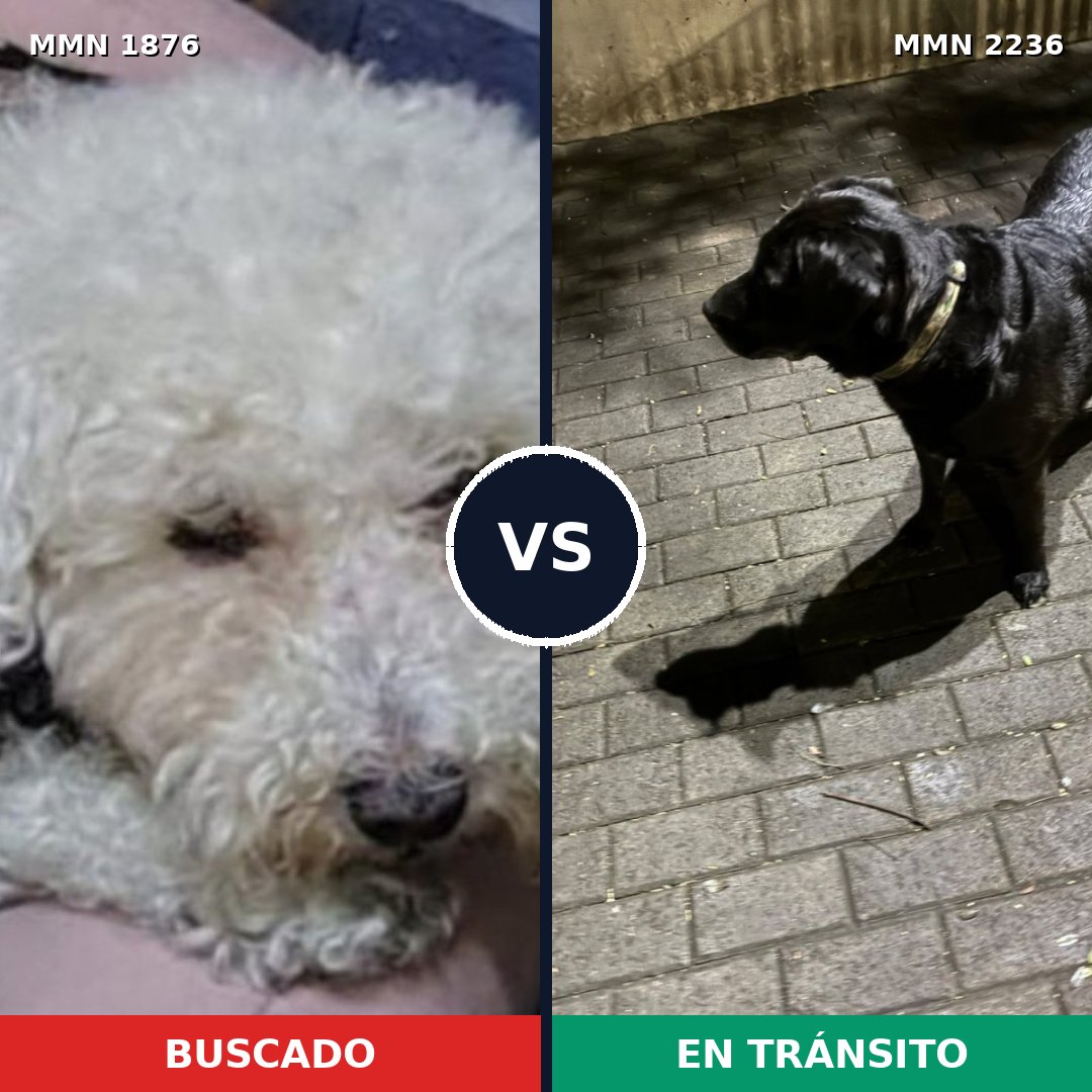 Comparativa MMS 67246: mascota perdida y mascota encontrada, 25% de similitud