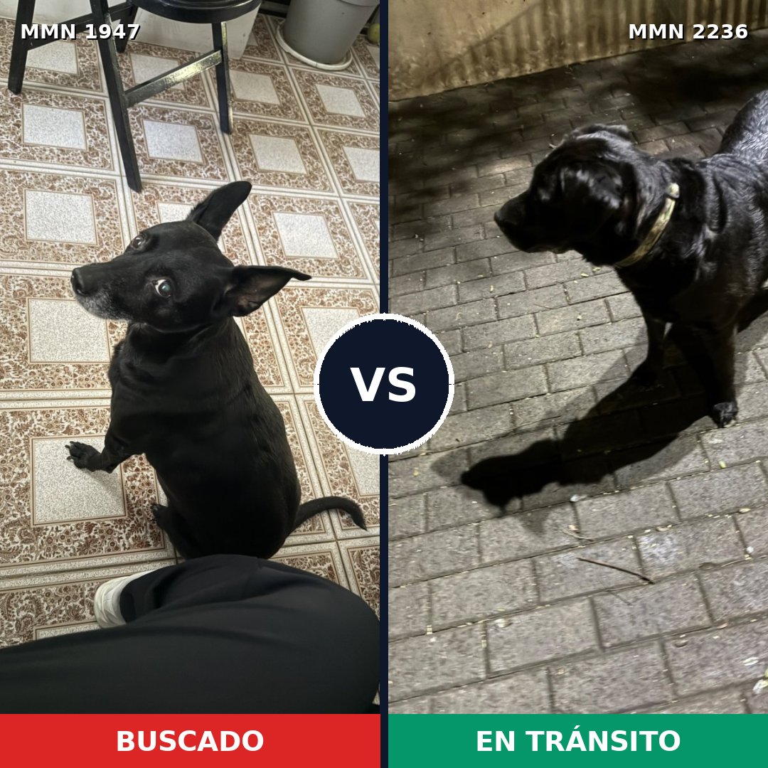 Comparativa MMS 67248: mascota perdida y mascota encontrada, 57% de similitud