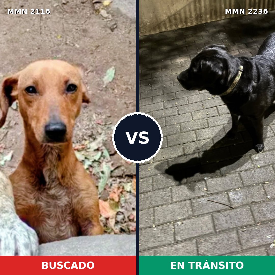 Comparativa MMS 67250: mascota perdida y mascota encontrada, 29% de similitud