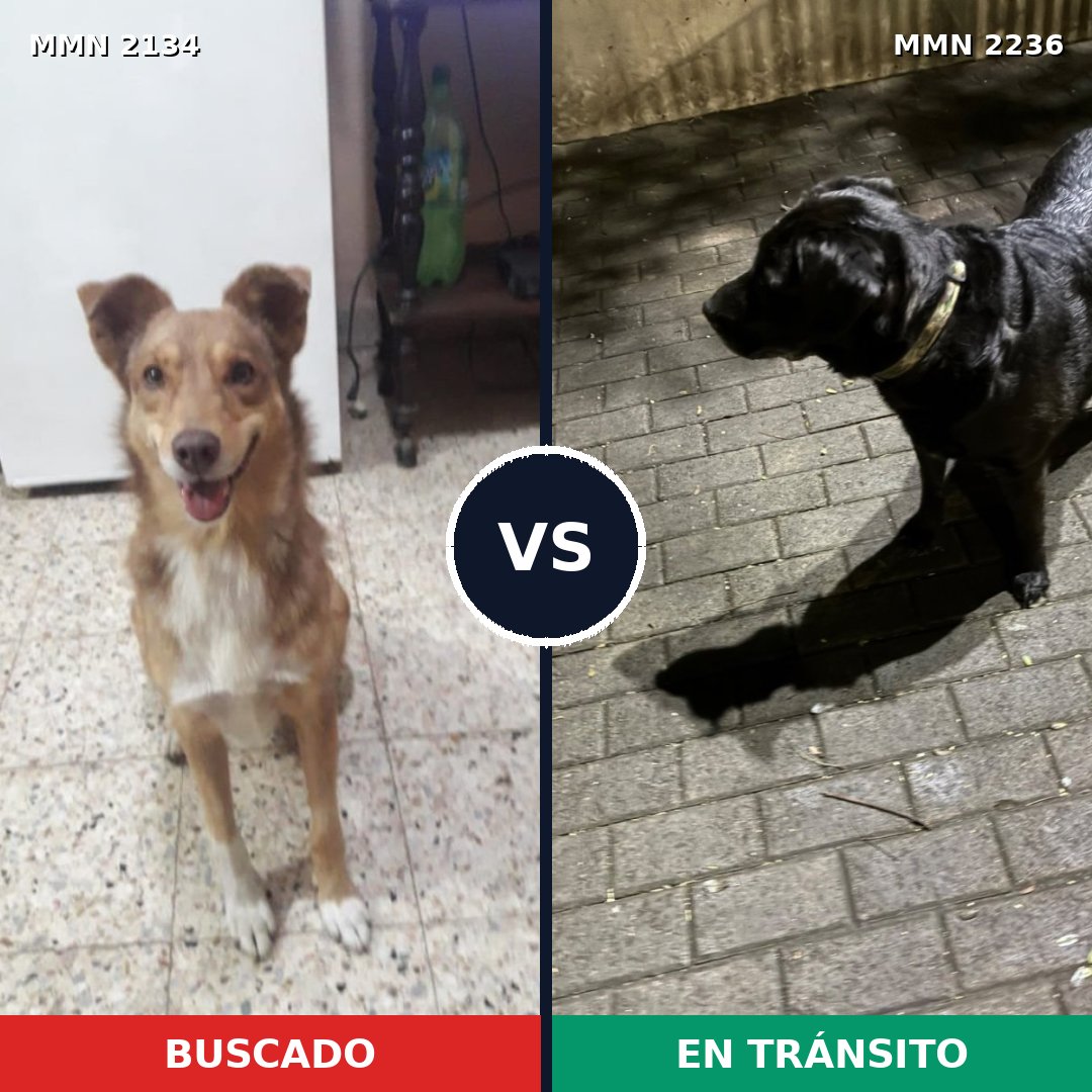 Comparativa MMS 67251: mascota perdida y mascota encontrada, 59% de similitud