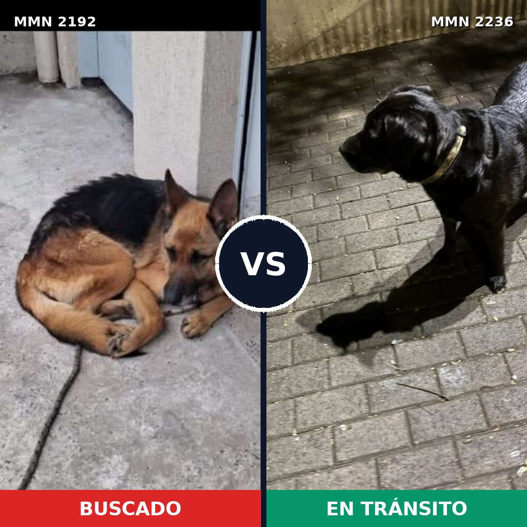 Comparativa MMS 67255: mascota perdida y mascota encontrada, 55% de similitud