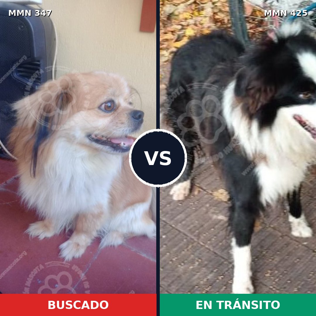 Comparativa MMS 6726: mascota perdida y mascota encontrada, 30% de similitud