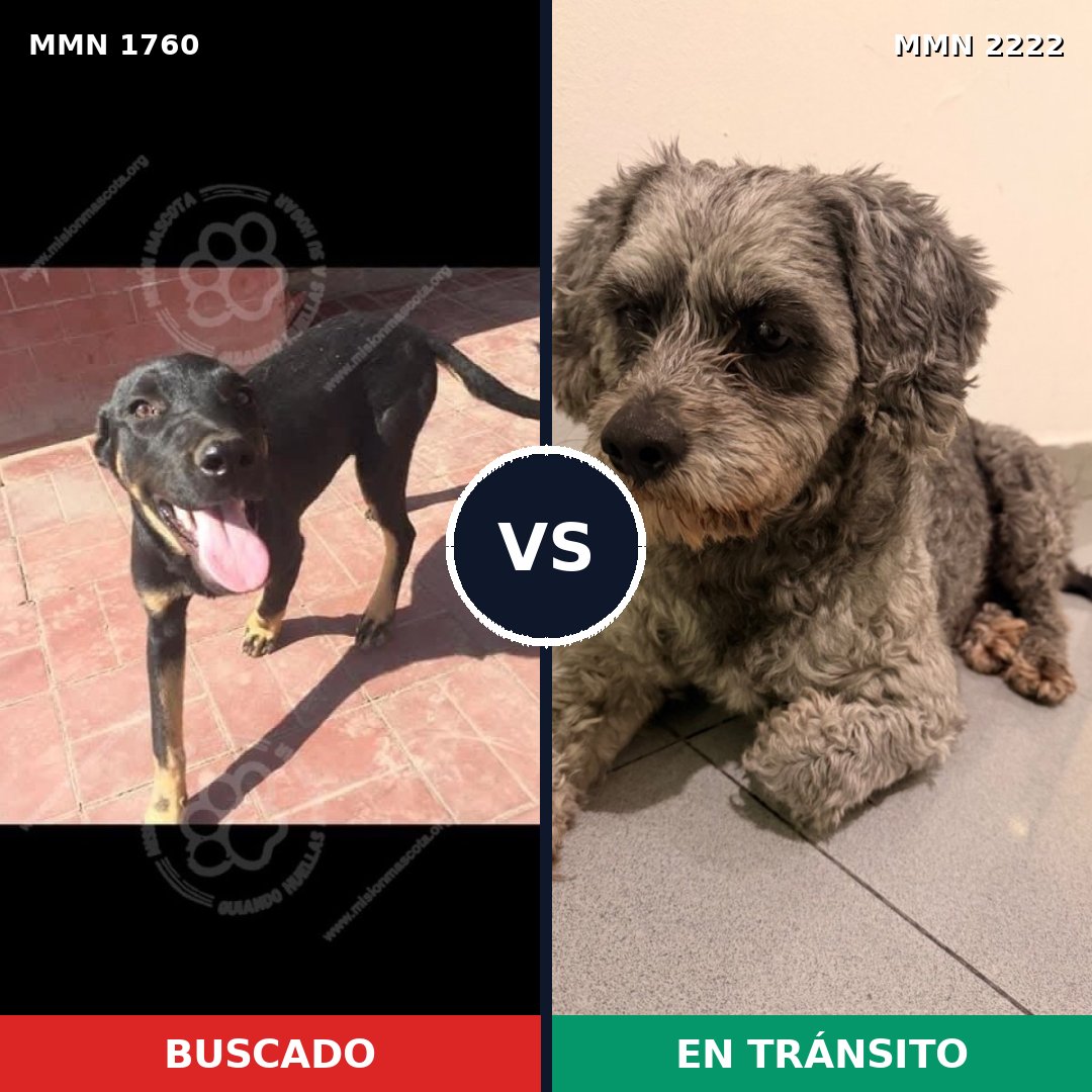 Comparativa MMS 67260: mascota perdida y mascota encontrada, 39% de similitud