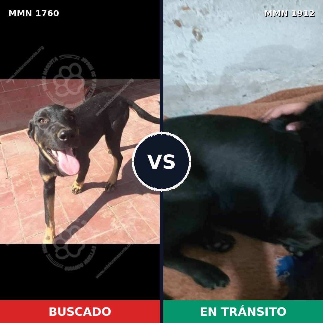 Comparativa MMS 67261: mascota perdida y mascota encontrada, 59% de similitud