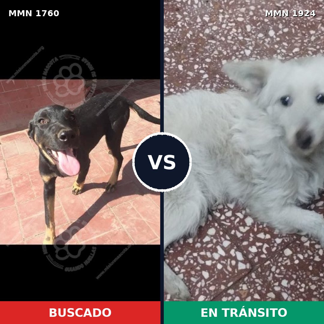 Comparativa MMS 67263: mascota perdida y mascota encontrada, 43% de similitud