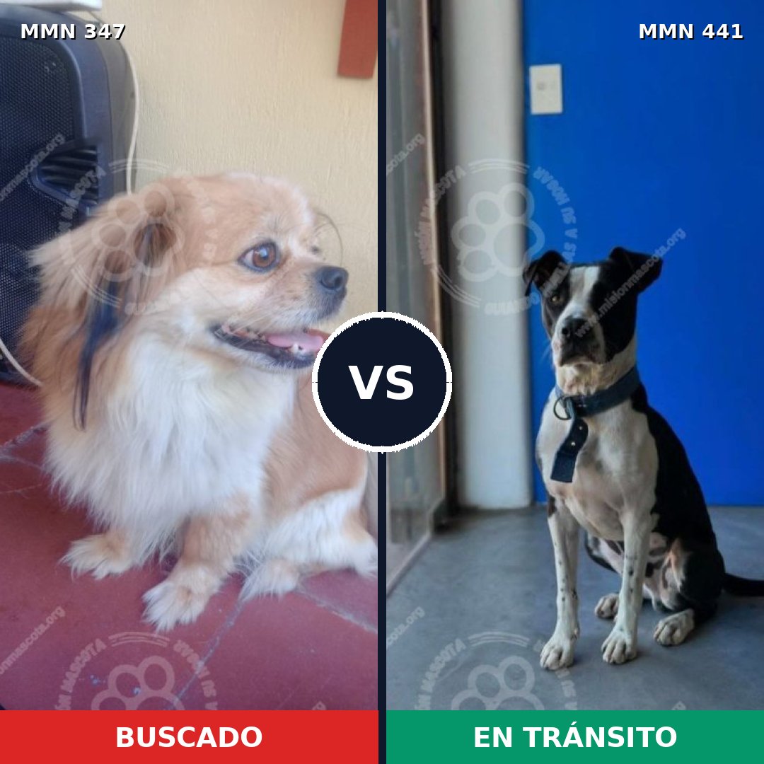 Comparativa MMS 6727: mascota perdida y mascota encontrada, 30% de similitud
