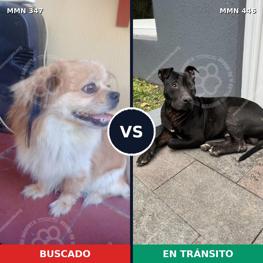 Comparativa MMS 6729: mascota perdida y mascota encontrada, 30% de similitud