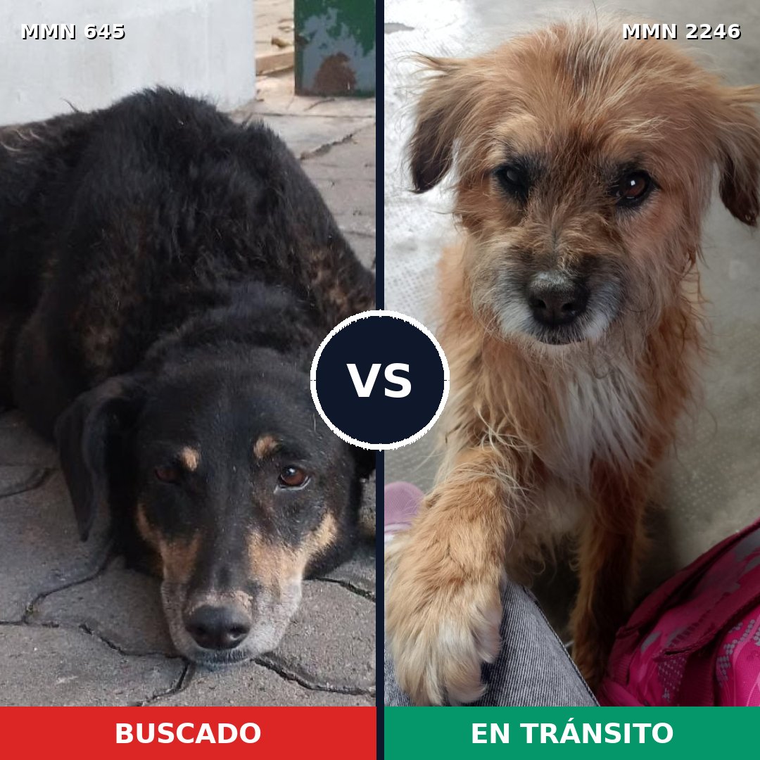 Comparativa MMS 67291: mascota perdida y mascota encontrada, 44% de similitud