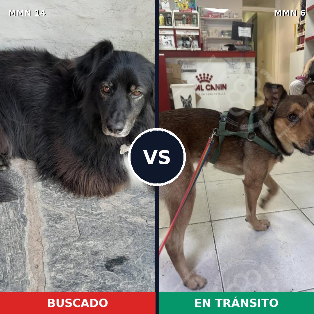 Comparativa MMS 673: mascota perdida y mascota encontrada, 50% de similitud