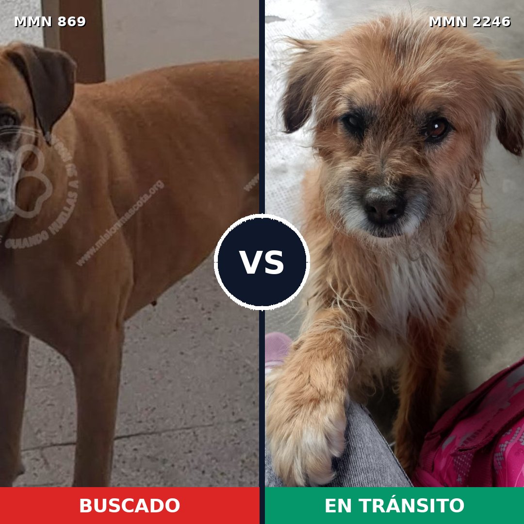Comparativa MMS 67319: mascota perdida y mascota encontrada, 45% de similitud