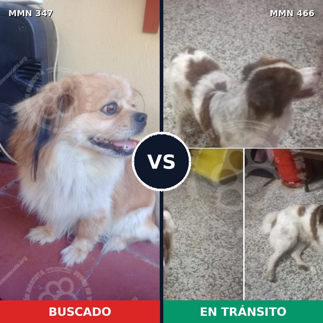 Comparativa MMS 6732: mascota perdida y mascota encontrada, 33% de similitud