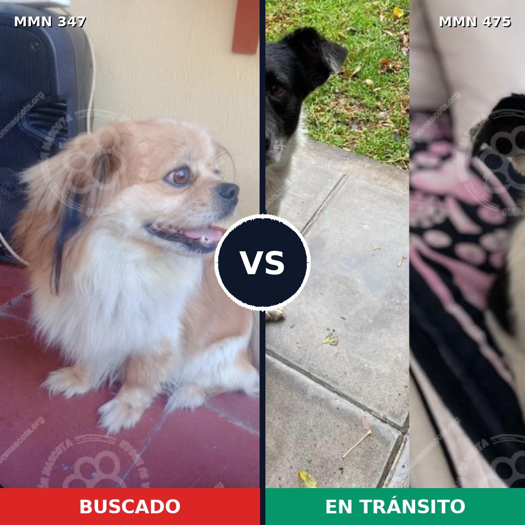 Comparativa MMS 6733: mascota perdida y mascota encontrada, 30% de similitud