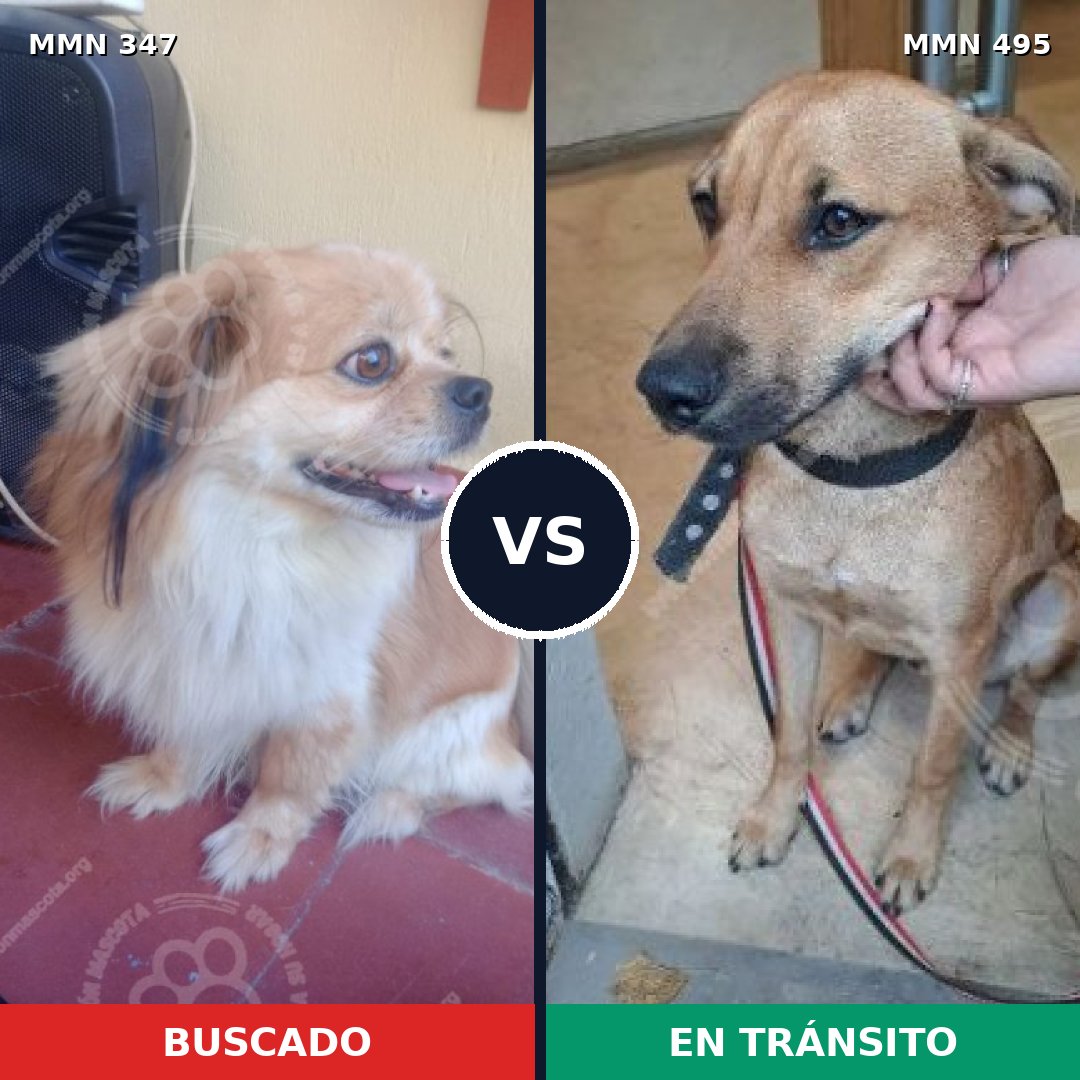 Comparativa MMS 6735: mascota perdida y mascota encontrada, 26% de similitud