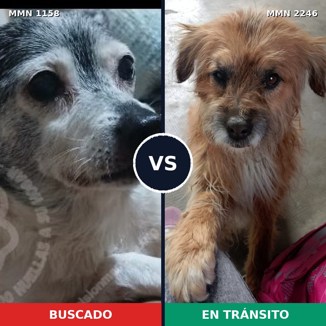 Comparativa MMS 67354: mascota perdida y mascota encontrada, 45% de similitud