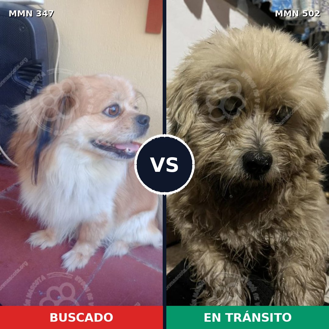 Comparativa MMS 6736: mascota perdida y mascota encontrada, 70% de similitud